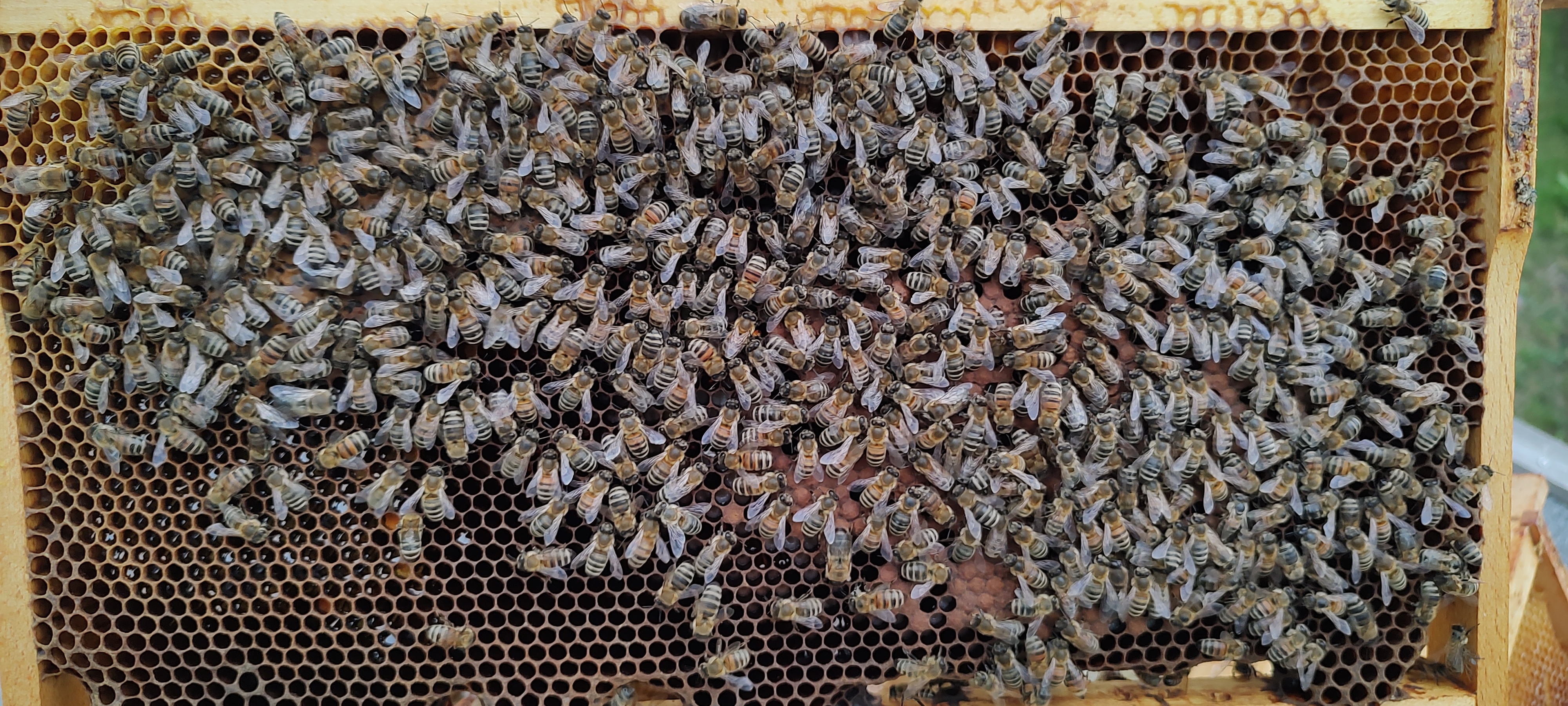 Bienen